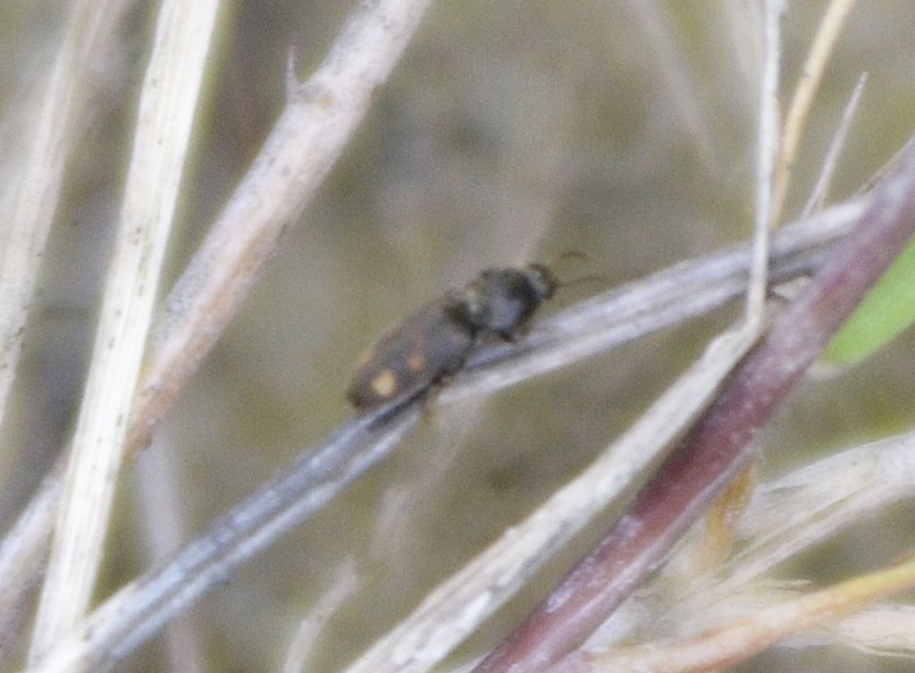 Drasterius bimaculatus - Elateridae